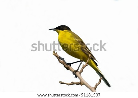   Yellow Wagtail  isolated on a white background Motacilla flava