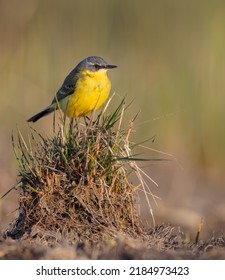 Yellow wagtail - male bird in spring at a wetland - Shutterstock ID 2184973423