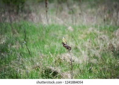 The yellow wagtail (Motacilla flava) is a small slender bird, distinguished by its long tail, as well as the bright yellow plumage of the abdomen. - Powered by Shutterstock