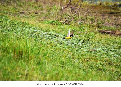 The yellow wagtail (Motacilla flava) is a small slender bird, distinguished by its long tail, as well as the bright yellow plumage of the abdomen. - Powered by Shutterstock