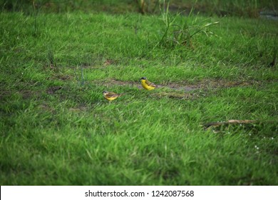 The yellow wagtail (Motacilla flava) is a small slender bird, distinguished by its long tail, as well as the bright yellow plumage of the abdomen. - Powered by Shutterstock