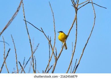 The Yellow Wagtail (Motacilla Flava) Is A Small Songbird In The Family Motacillidae.