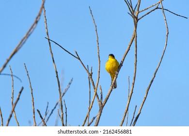 The Yellow Wagtail (Motacilla Flava) Is A Small Songbird In The Family Motacillidae.