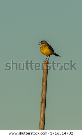 Similar – Image, Stock Photo Pretty bird Beautiful Life