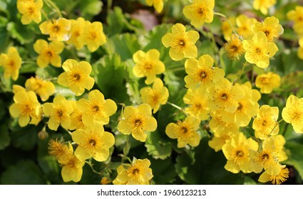 Yellow Waldsteinia ternata flowers in springtime.  Barren strawberry - Shutterstock ID 1960123213