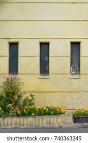 Yellow wall and tree and window