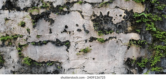 yellow walls are dirty and overgrown with grass - Powered by Shutterstock