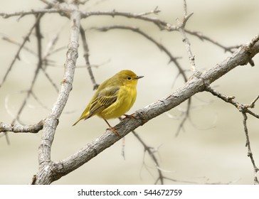 Yellow Warbler