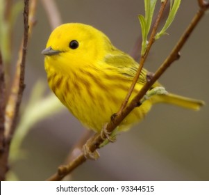 Yellow Warbler