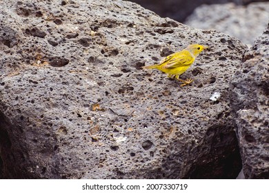 Yellow Warbler Bird On Top Of A Rock By The Beach Of Puerto Baquerizo Morenoin San Cristóbal Island, Galápagos, Ecuador