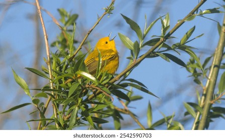 A yellow warbler bird perched on a branch - Powered by Shutterstock