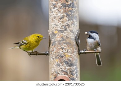 Yellow Warbler and Carolina chickadee on a birdfeeder in backyard. birdwatching bird feeders.  - Powered by Shutterstock