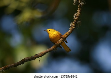 Yellow Warbler caught in a ray of sunlight