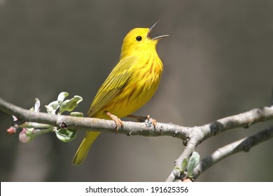 Yellow Warbler (Dendroica petechia) on a branch in early spring