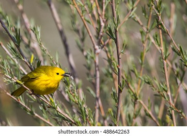 Yellow Warbler, Malheur National Wildlife Refuge, Oregon