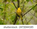 A yellow warbler on the branch of a bush with green leaves as a background.