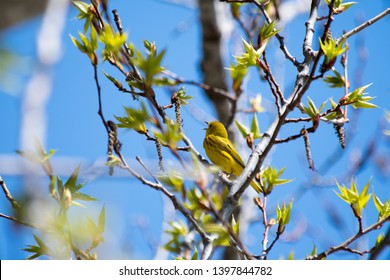 Yellow warbler perched in a branch in Canada
