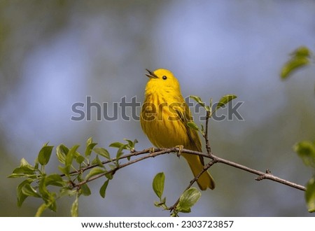 Yellow warbler perched on branch singing out in spring in Ottawa, Canada