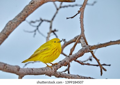 Yellow warbler perched in tree