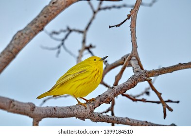 Yellow warbler perched in tree