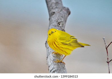 Yellow warbler perched in tree