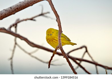 Yellow warbler perched in tree