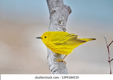 Yellow warbler perched in tree