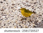 Yellow Warbler (Setophaga petechia) on the beach at Punta Suarez, Galápagos Islands, Ecuador	