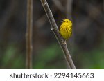 yellow warbler (Setophaga petechia) singing in spring
