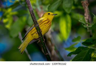 Yellow Warblers migrating at Magee Marsh Wildlife Area.