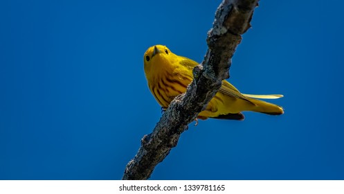 Yellow Warblers migrating at Magee Marsh Wildlife Area.