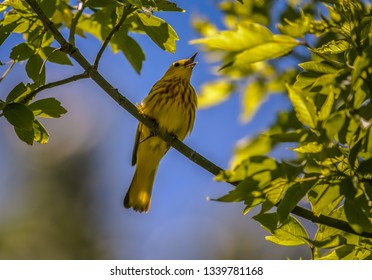 Yellow Warblers migrating at Magee Marsh Wildlife Area.