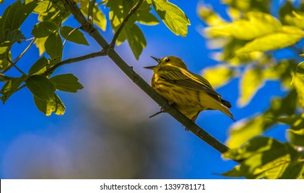 Yellow Warblers migrating at Magee Marsh Wildlife Area.