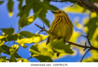 Yellow Warblers migrating at Magee Marsh Wildlife Area.
