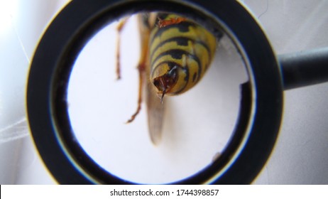 Yellow Wasp, Closeup.
Exotic Veterinarian Examines A German Wasp 's Stinger, Vet. Biologist.
German Yellowjacket, European Wasp, Yellow Hornet, Yellow Wasp (lat. Vespula Germanica) On White Background