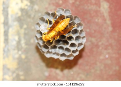 Yellow Wasp And Hornet Are Some Of The Deadliest Insects In South Asia. The Common Wasp, Red Paper Wasp, Yellow Potter Wasp, Black Spider Wasps Are Loaded With Harmful Sting Like The Bees.