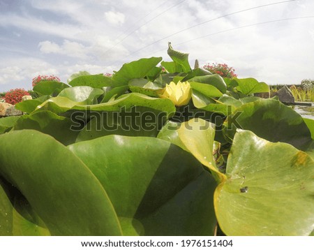 Similar – A yellow water lily on dark background