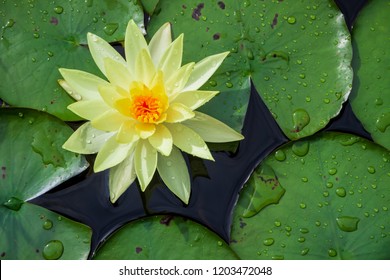 Yellow Water Lily