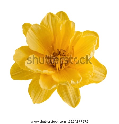 Yellow Water Lily Flower Isolated on White