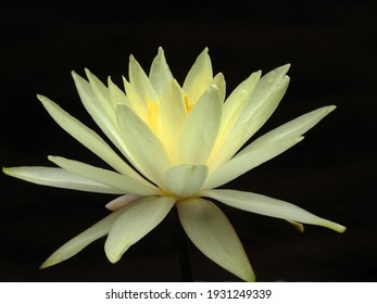 Yellow Water Lily Flower (Nymphaea Mexicana) In A Lake