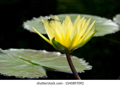 Yellow Water Lily At Missouri Botanical Garden In St. Louis