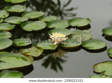 A Yellow Water Lily on a Pond