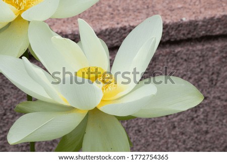 Similar – A yellow water lily on dark background