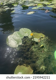 Yellow Water Lily Pads And Flower 