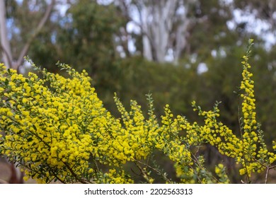 Yellow Wattle Blossom In Bushland In Springtime