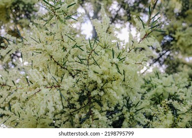 Yellow Wattle Blossom In Springtime