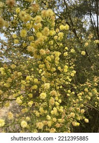 Yellow Wattle Flower In Bloom Victoria