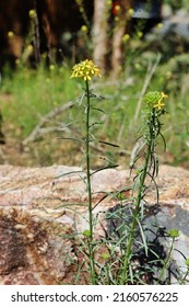 Yellow Western Wallflower (Erysimum Capitatum) Blooming At Big Bear Mountain In California.