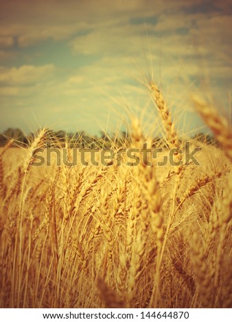 Similar – Wheat field in bright sunshine