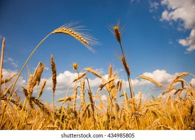 Yellow wheat field with blue sky and white clouds